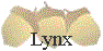 Lynx